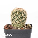 Coryphantha cornifera