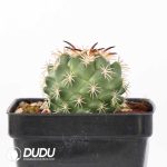 Coryphantha tripugionacantha