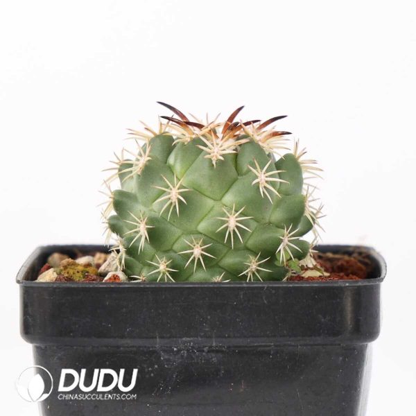 Coryphantha tripugionacantha - Image 1