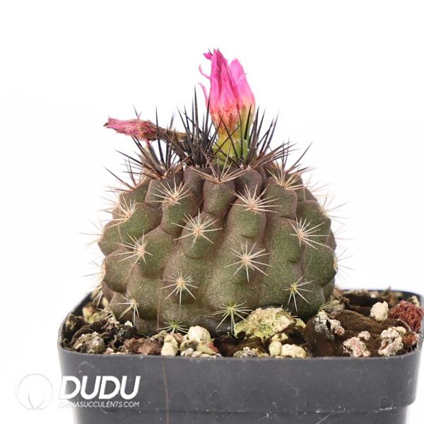 Eriosyce subgibbosa - Image 1