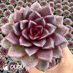 Echeveria Magic Rose