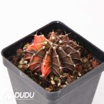 Gymnocalycium mihanovichii variegated