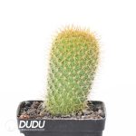 Mammillaria eriacantha