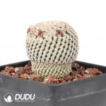 Mammillaria pectinifera