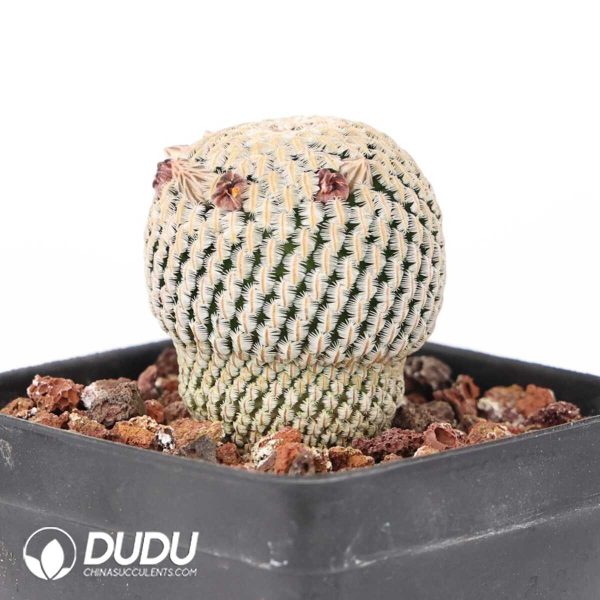 e201-393.jpg Mammillaria pectinifera - Image 1