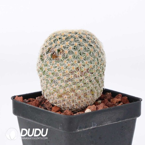 e201-394.jpg Mammillaria solisioides - Image 1