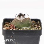 Turbinicarpus jauernigii