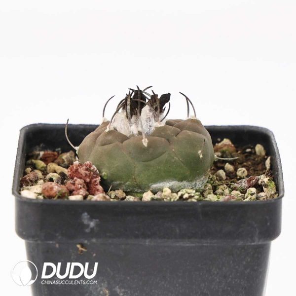 e201-395.jpg Turbinicarpus jauernigii - Image 1