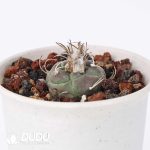 Turbinicarpus polaskii