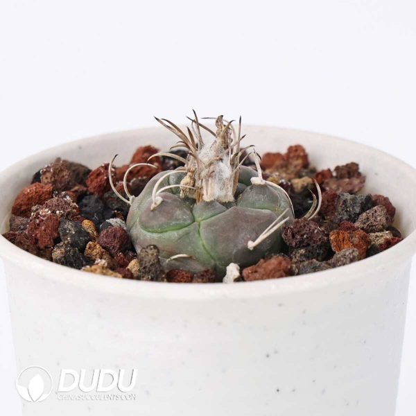 e201-396.jpg Turbinicarpus polaskii - Image 1