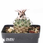 Turbinicarpus schmiedickeanus subs. andersonii