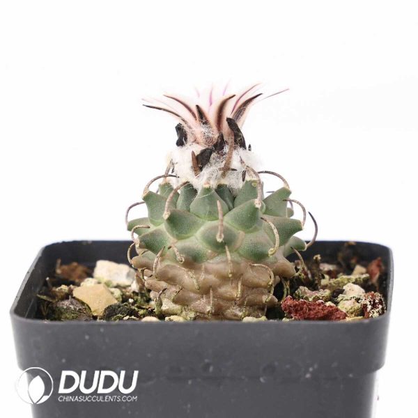 e201-397.jpg Turbinicarpus schmiedickeanus subs. andersonii - Image 1