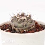 Turbinicarpus swobodae