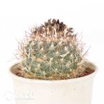 Turbinicarpus viereckii