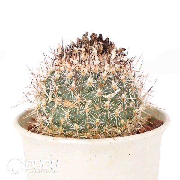 e201-399.jpg Turbinicarpus viereckii - Image 1