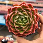 Echeveria Hermes Orange