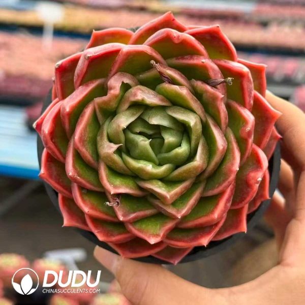 e201-4.jpg Echeveria Hermes Orange - Image 1