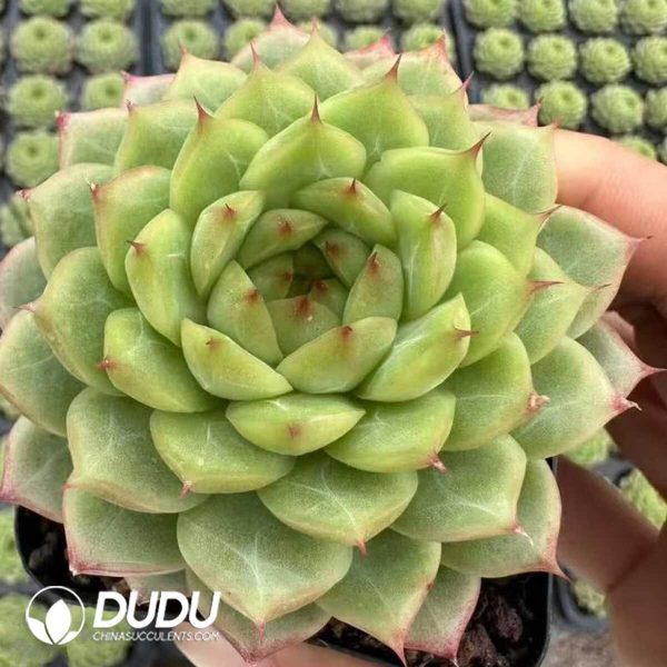 Echeveria Xiangfei - Image 1
