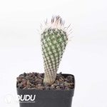 Turbinicarpus zaragosae