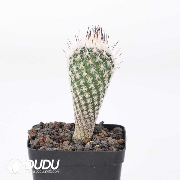 e201-400.jpg Turbinicarpus zaragosae - Image 1