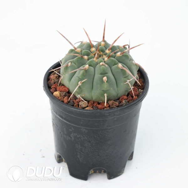 e201-401.jpg Gymnocalycium vatteri - Image 1