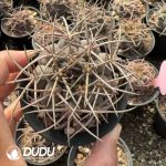 Gymnocalycium Mazanense