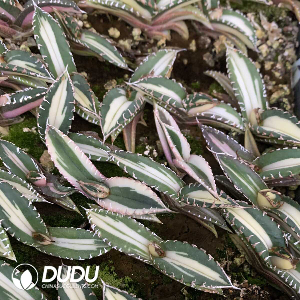 e201-403.jpg Agave Titanota Green Ghost Mediopicta Variegated - Image 1