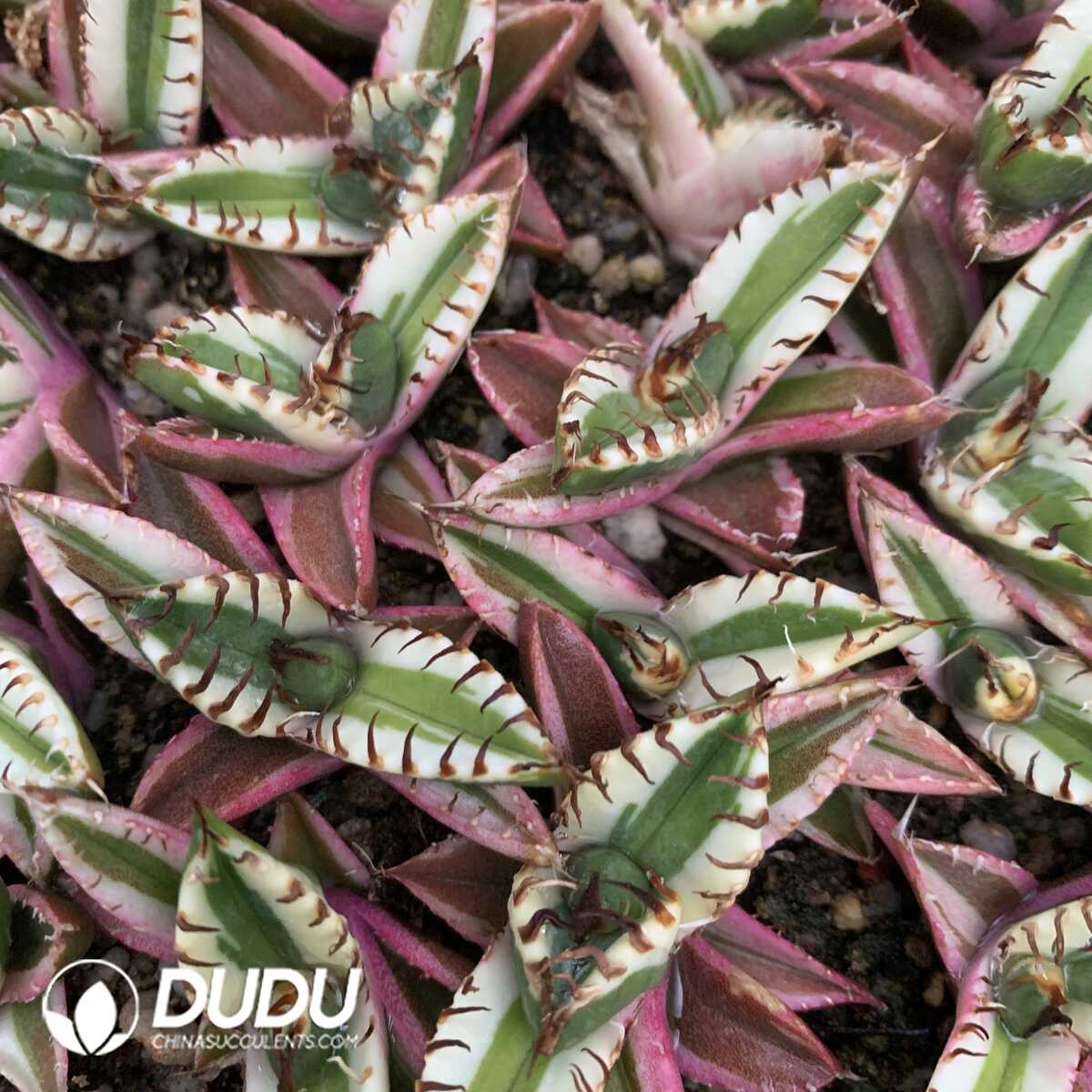 e201-405.jpg Agave Magic Pill White Variegated - Image 1