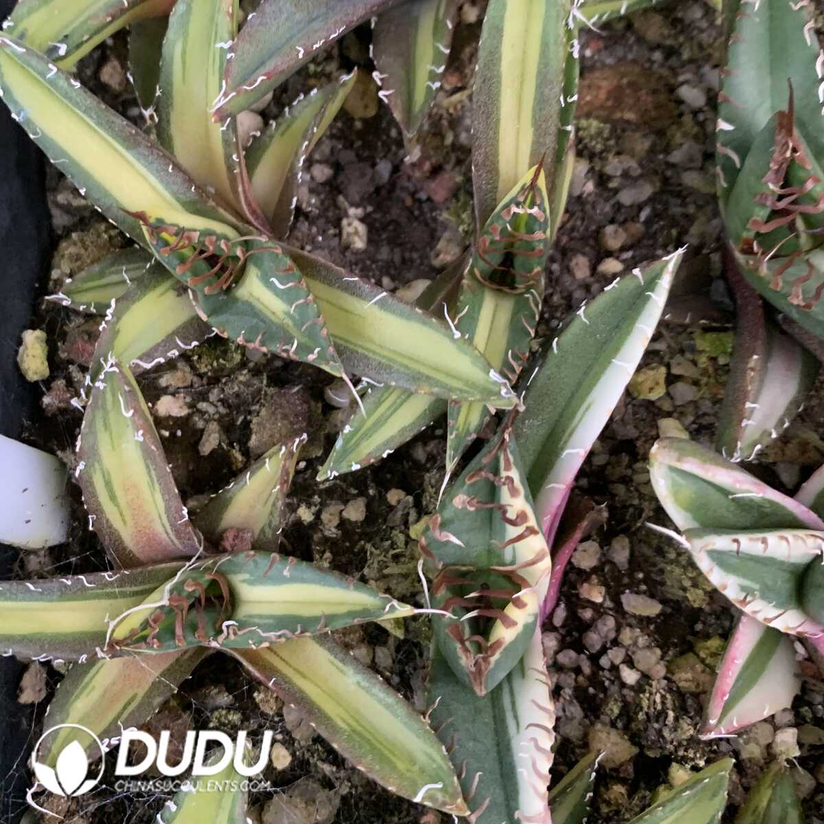 e201-406.jpg Agave Magic Pill Mediopicta Variegated - Image 1