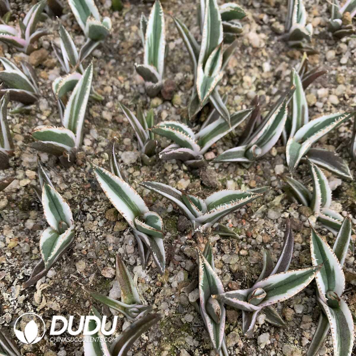 e201-407.jpg Agave Hawkeye Marginata Variegation - Image 1