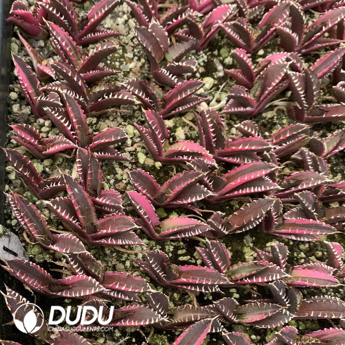 e201-408.jpg Agave Red Cat Marginata Variegation - Image 1