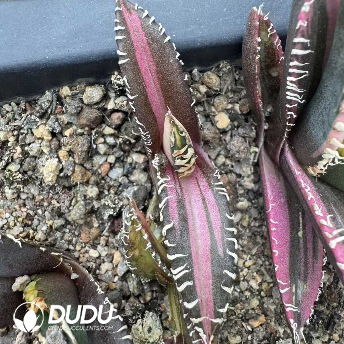 e201-409.jpg Agave Red Lion Mediopicta - Image 1