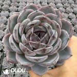 Echeveria Black Orange