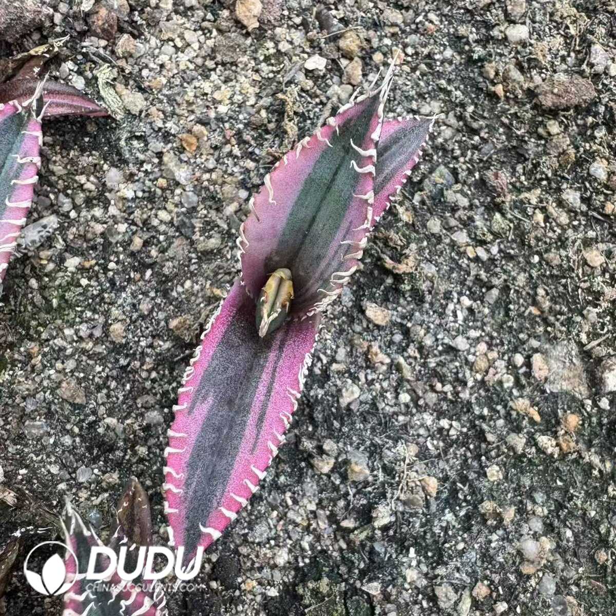 e201-410.jpg Agave Red Lion Marginata Variegation - Image 1