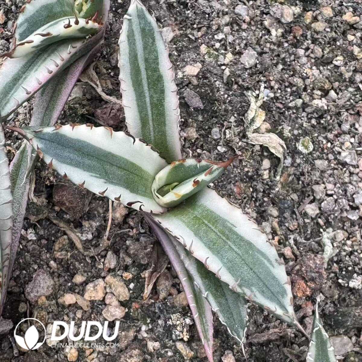 e201-411.jpg Agave Titanota Marginata Variegation - Image 1