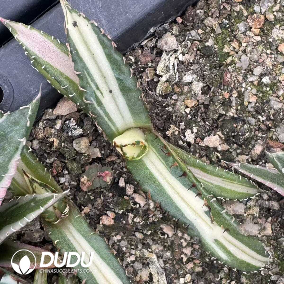 e201-412.jpg Agave Titanota Mediopicta - Image 1