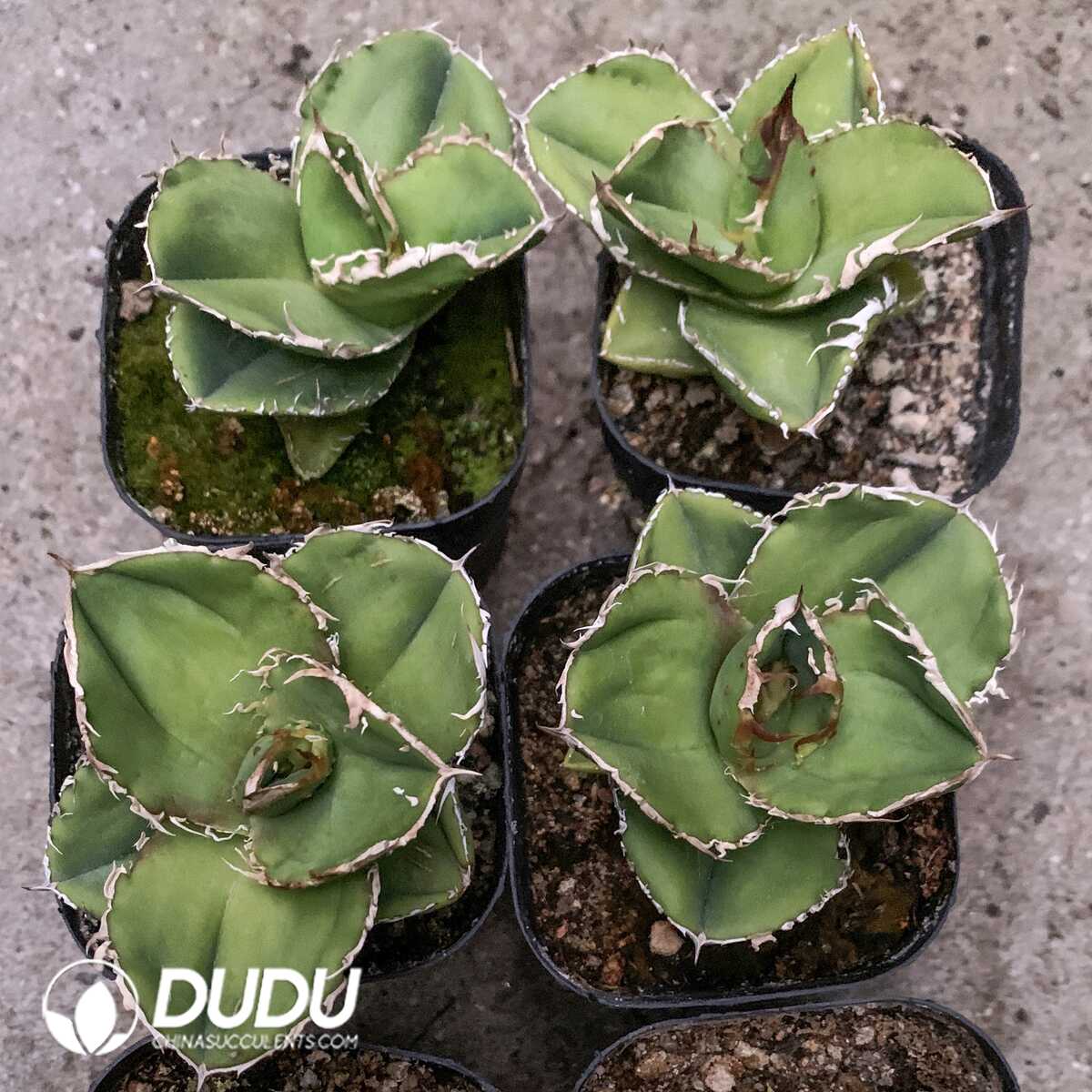 e201-413.jpg Agave Titanota Chi You - Image 1