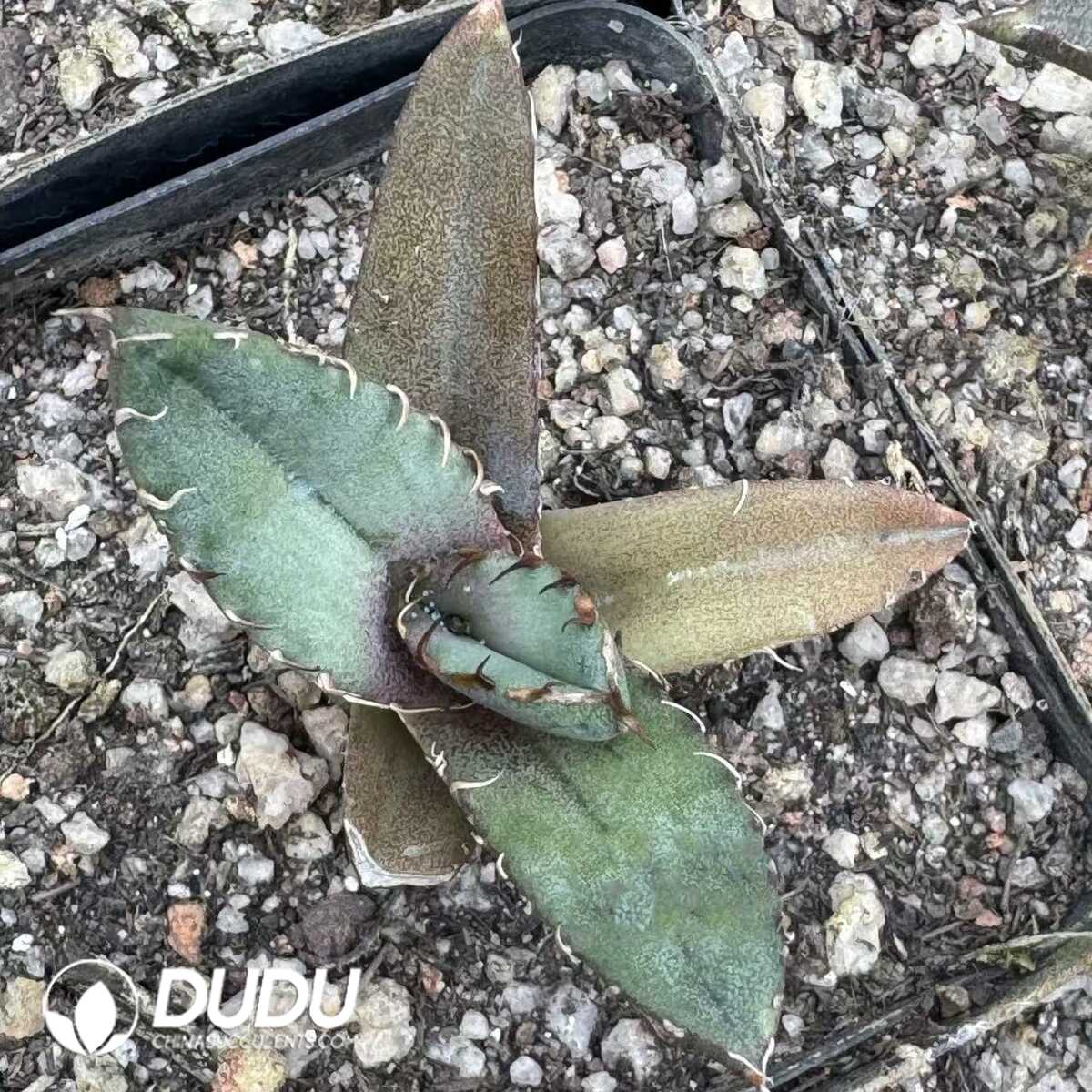 e201-414.jpg Agave Titanota Crowned Eagle - Image 1