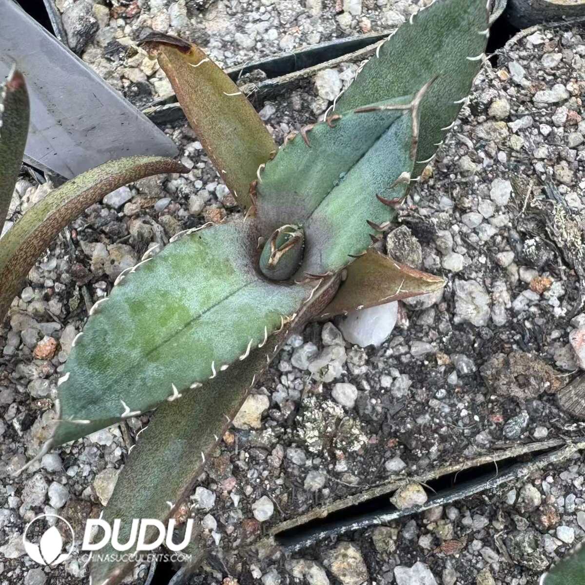 e201-415.jpg Agave Titanota King Arthur - Image 1