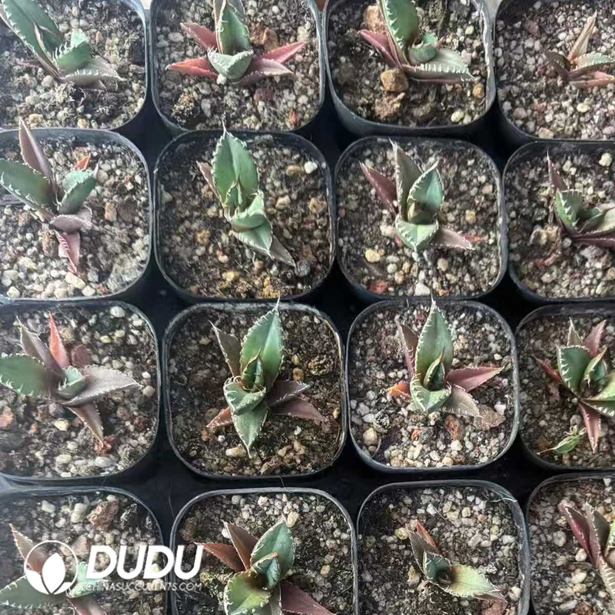 e201-416.jpg Agave Titanota Green Rhinoceros - Image 1