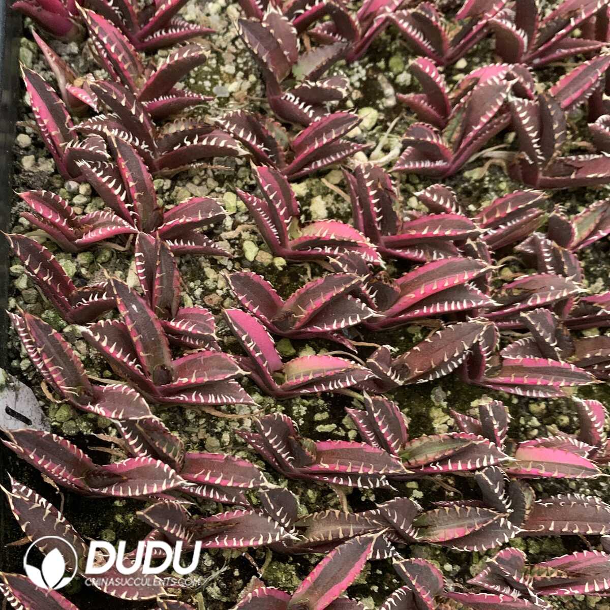 e201-417.jpg Agave Red Cat Mediopicta - Image 1