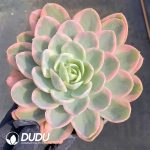 Echeveria Pink Bella Variegated