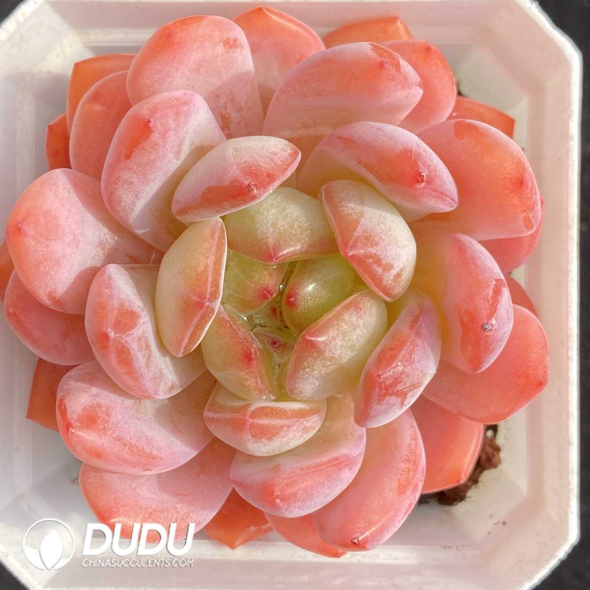 e201-419.jpg Echeveria All Star - Image 1