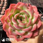 Echeveria Flat Peach