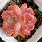 Echeveria All Star Double Heads