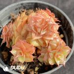 Echeveria Mini Rubel