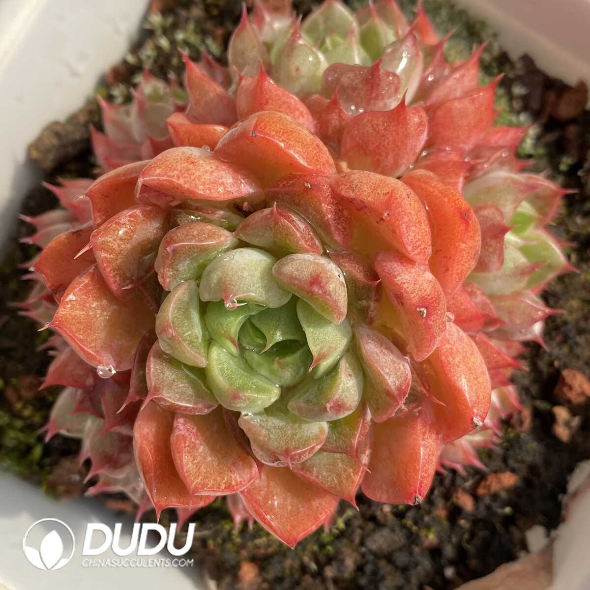 e201-422.jpg Echeveria Wine Peach Variegated - Image 1