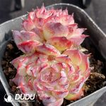 Echeveria Marcel Double Heads