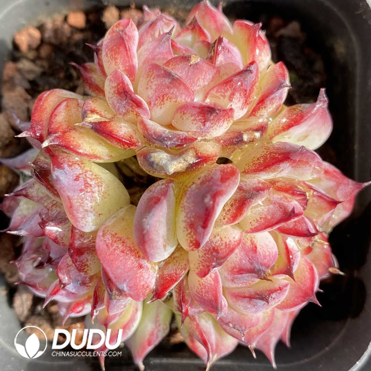 e201-424.jpg Echeveria Marcel Clusteirng - Image 1