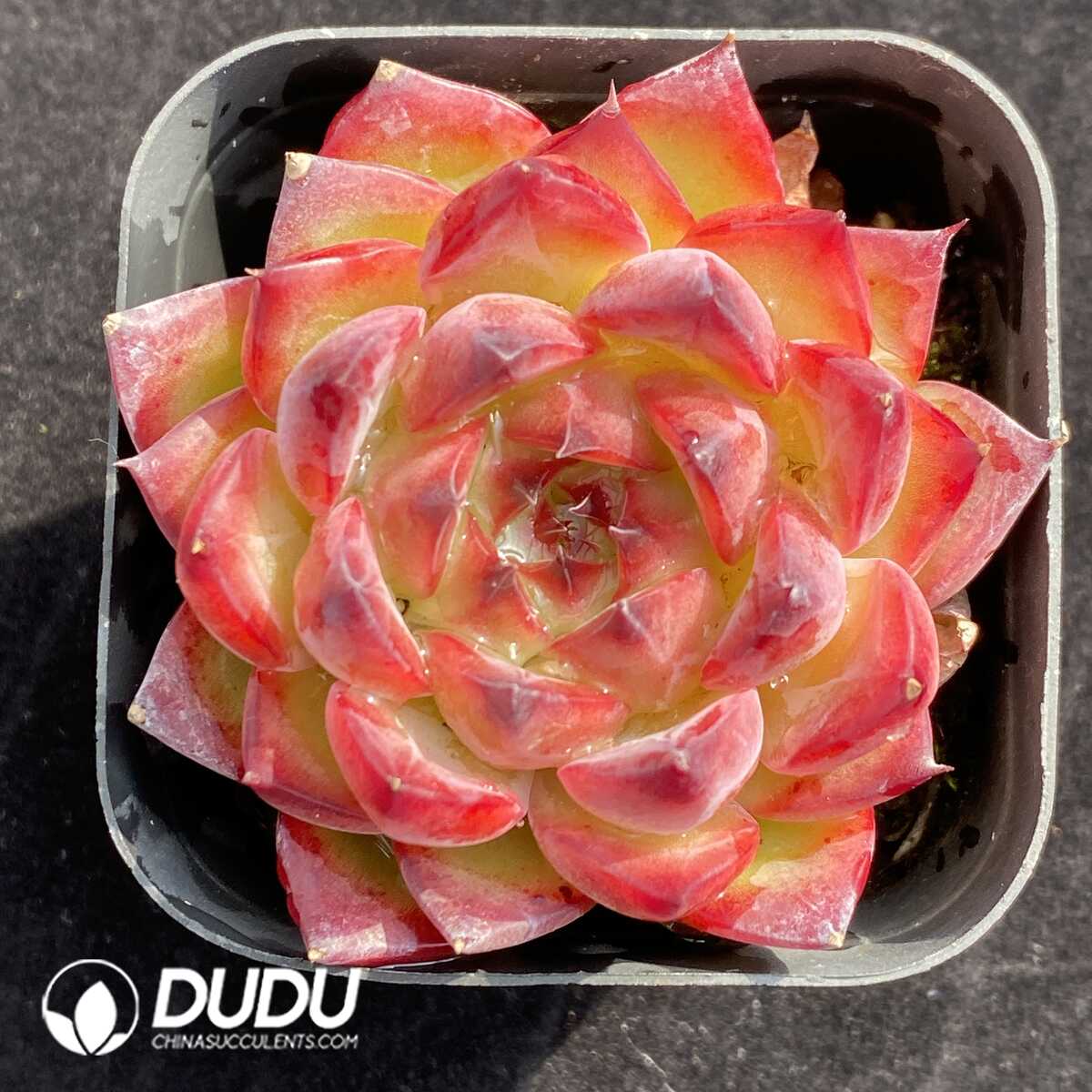 e201-425.jpg Echeveria Demon Fire - Image 1